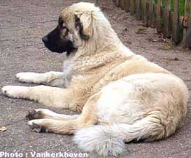 Blachko 6 months