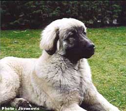 Blachko 6 months
