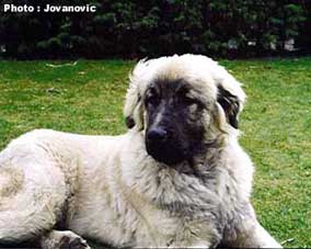 Blachko 6 months