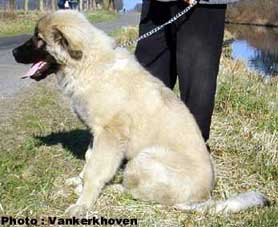 Blachko 6 months