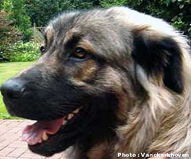 Blachko 8 months