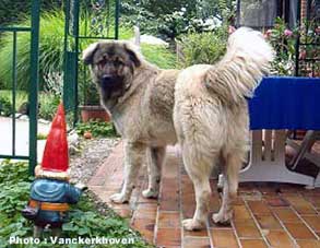 Blachko 8 months