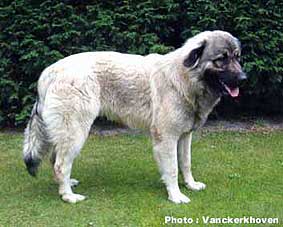 Blachko 9 months