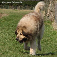 Boratz 6,5 years