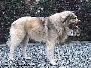 Boratz 2,5 years