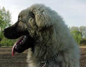 Boratz 7 months