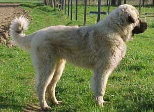 Boratz 7 months