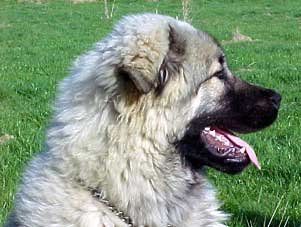 Boratz 7 months