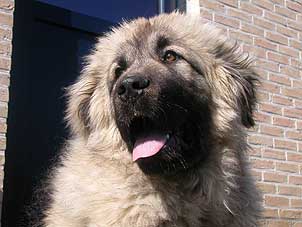 Boratz 7 months