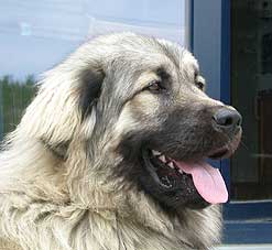 Boratz 8 months