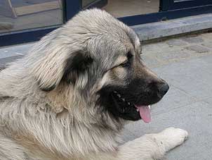 Boratz 8 months