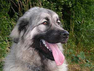 Boratz 8 months