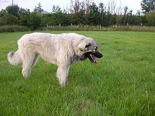 Boratz 8 months