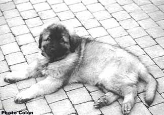 Bouba 2,5 months