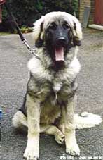 Bouba 5,5 months