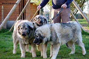 Brehat 4,5 Years & her pups