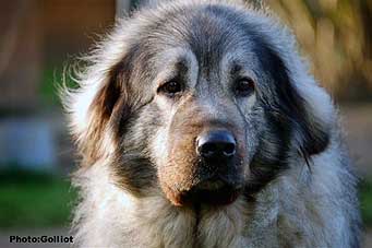 Brehat 4,5 Years