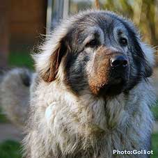 Brehat 4,5 Years