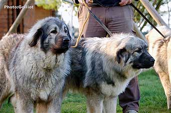 Brehat 4,5 Years & her pups