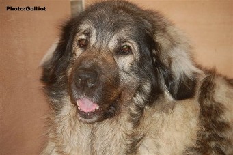 Brehat 5,5 Years