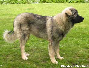 Br&eacute;hat 6 months