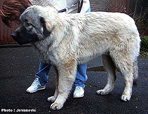 Calko 7 months