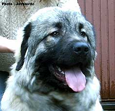 Calko 7 months