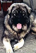 Cakan 10 months