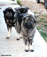 Tesla & Cakan 19 months