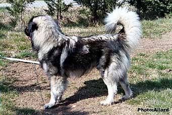 Cakan 19 months
