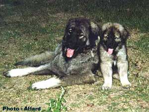 Cakan & Tess 2 months
