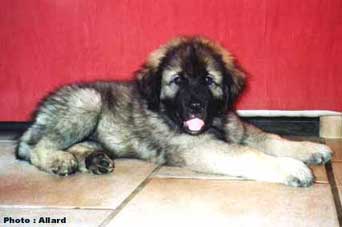 Cakan 2 months