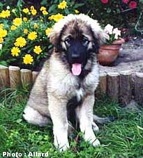 Cakan 3 months