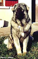 Cakan 9 months