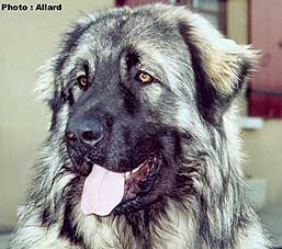 Cakan 9 months