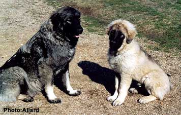 Tess & Cakan 4 months