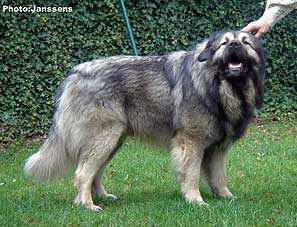 Calko 2,5 years