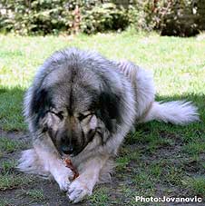 Calko 2,5 years