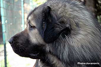 Calko 2,5 years