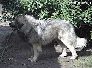 Calko 2,5 years