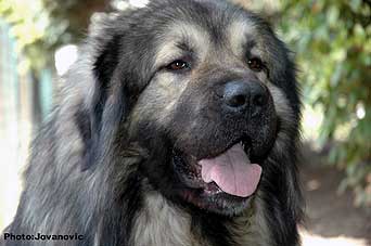 Calko 2,5 years