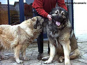 Roucha & Calko 20 months