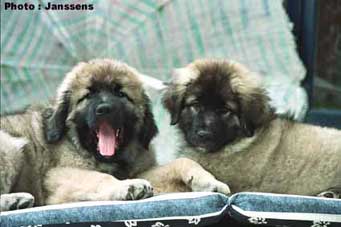 Calko &Cila 10 weeks