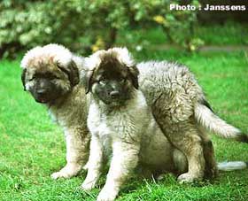 Calko &Cila 10 weeks