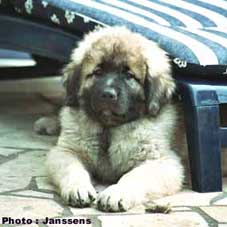 Calko 10 weeks