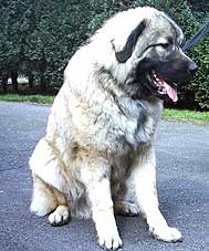 Calko 9 months