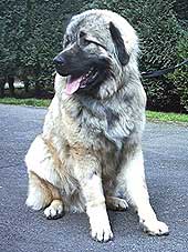 Calko 9 months