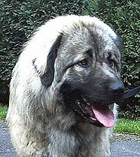 Calko 9 months
