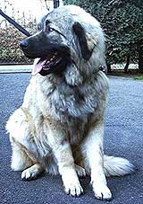 Calko 9 months