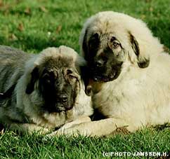 Cila & Calko